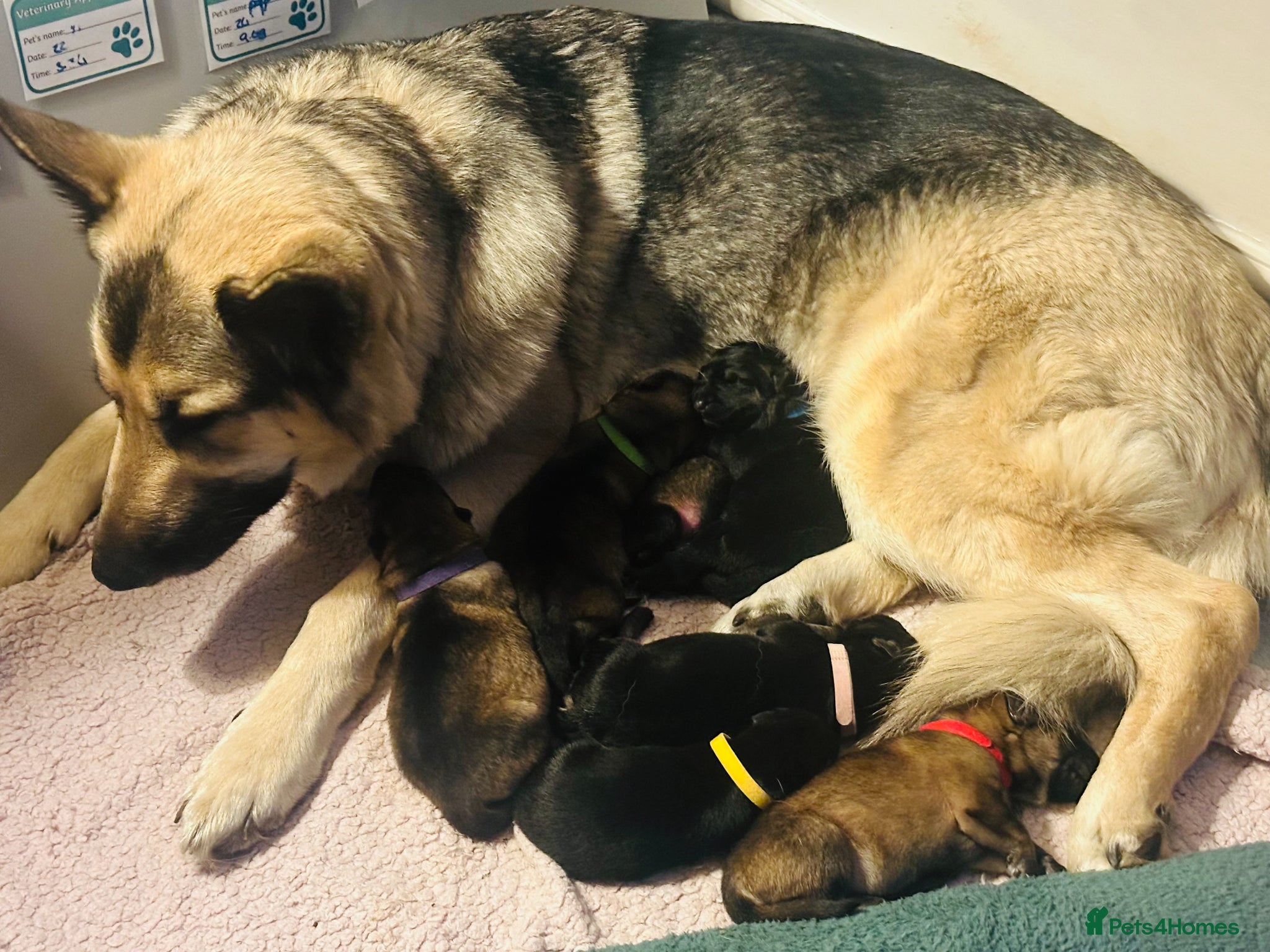 German Shepherd dogs German Shepherd Puppies (6 Boys, 1 Girl) - Advert 4