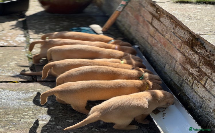 Labrador Retriever dogs - Advert 7