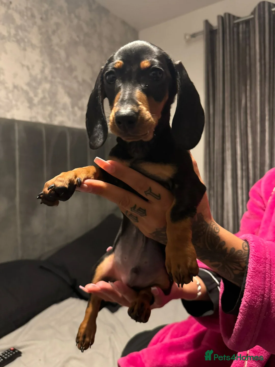Miniature Dachshund dogs for sale: Gizmo - Advert 2