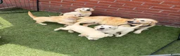 Golden Retriever dogs for sale: Kc reg golden retriever puppies  - Advert 13