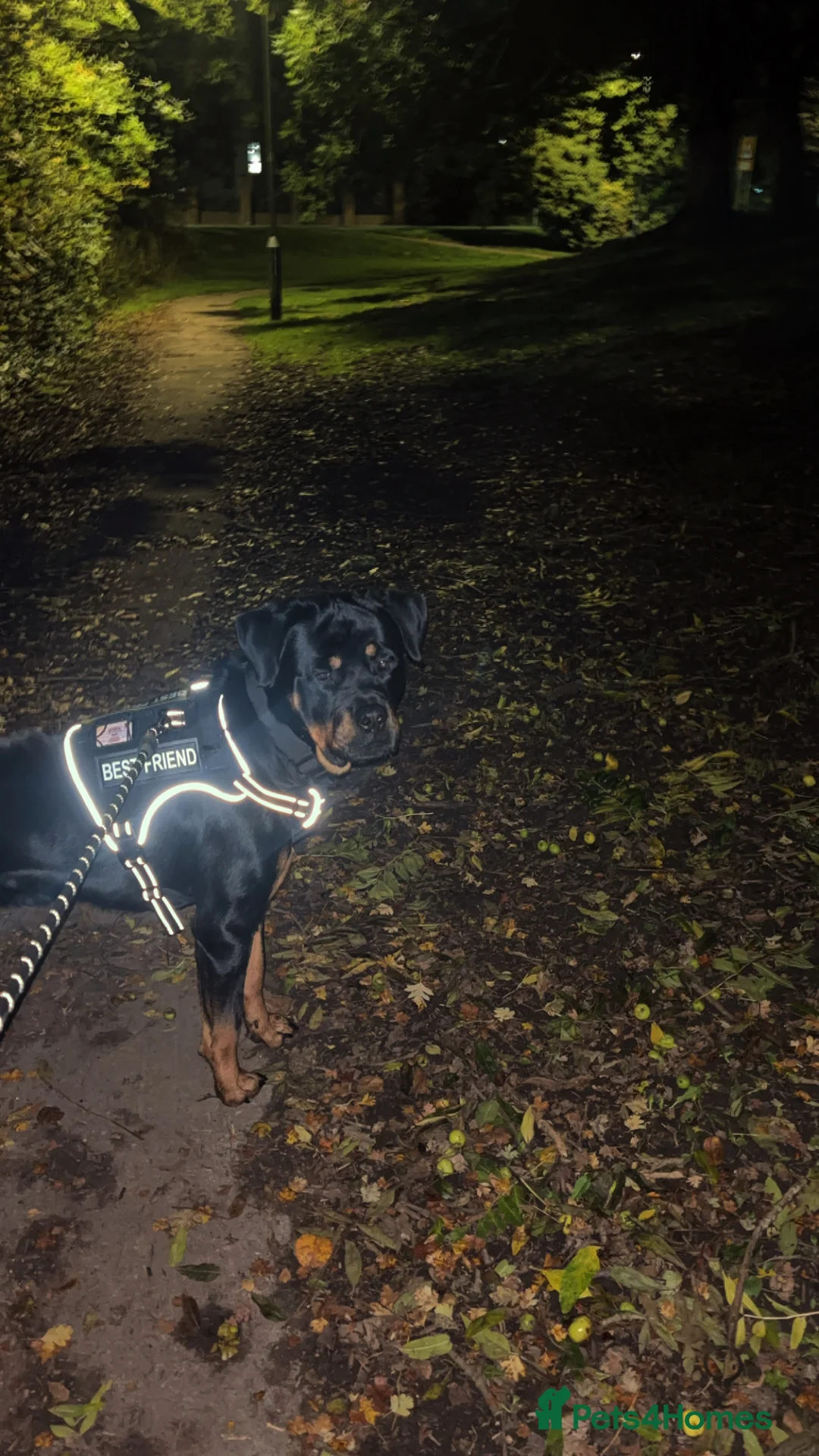 Rottweiler dogs for sale: Rottweiler Jake. in Leeds - Advert 6