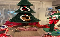 Abyssinian cats for sale: Abyssinian kitten looking for his new forever home - Advert 7