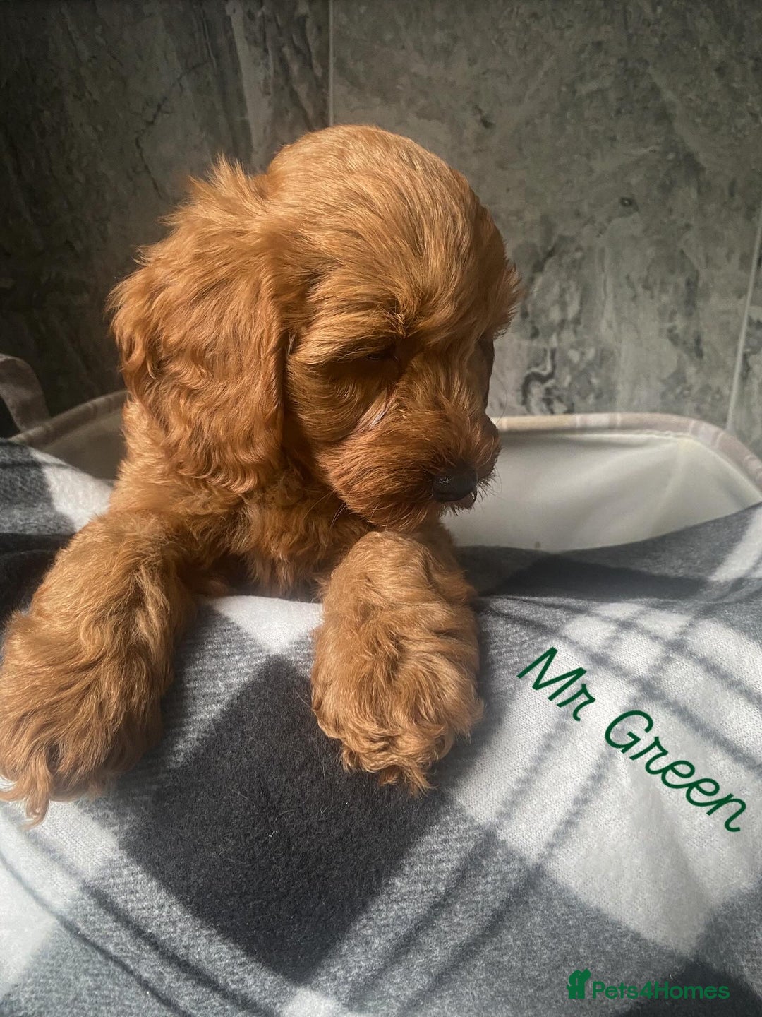 Cavapoo dogs for sale: Stunning Health Tested F1BB Cavapoo’s 🧬 - Image 34