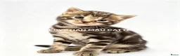 Egyptian Mau cats for sale: TICA reg SNOW LEOPARD EGYPTIAN MAU X BENGAL  - Advert 31