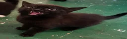 Mixed Breed cats for sale: 😍 3 Adorable Black & Tuxedo Kittens 🐈‍⬛💕 - Advert 2