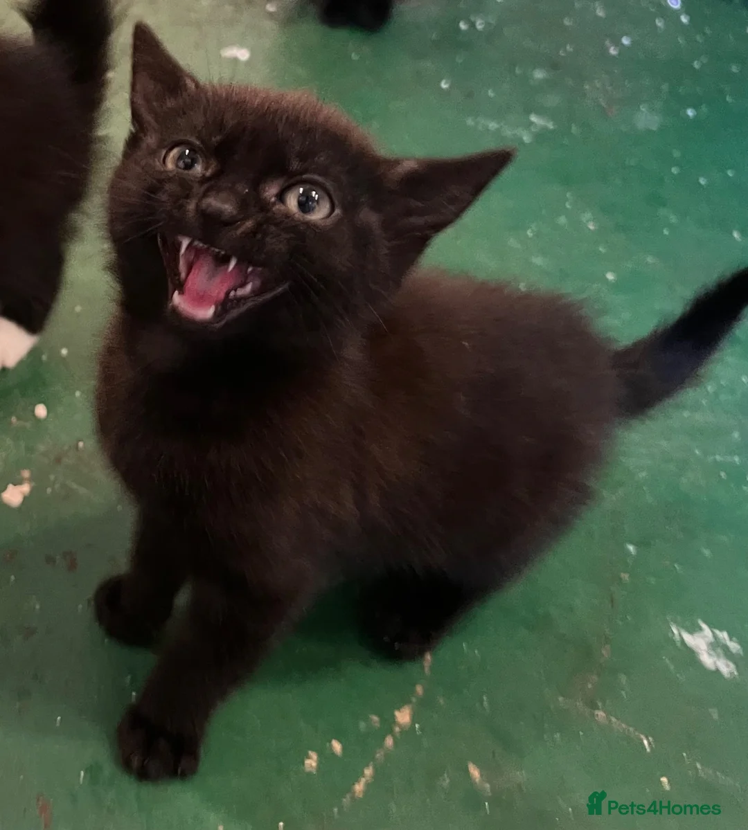 Mixed Breed cats for sale: 😍 3 Adorable Black & Tuxedo Kittens 🐈‍⬛💕 - Advert 2
