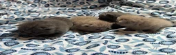 British Shorthair cats for sale: Pedigree British Blue/ Lilac Kittens - Advert 19