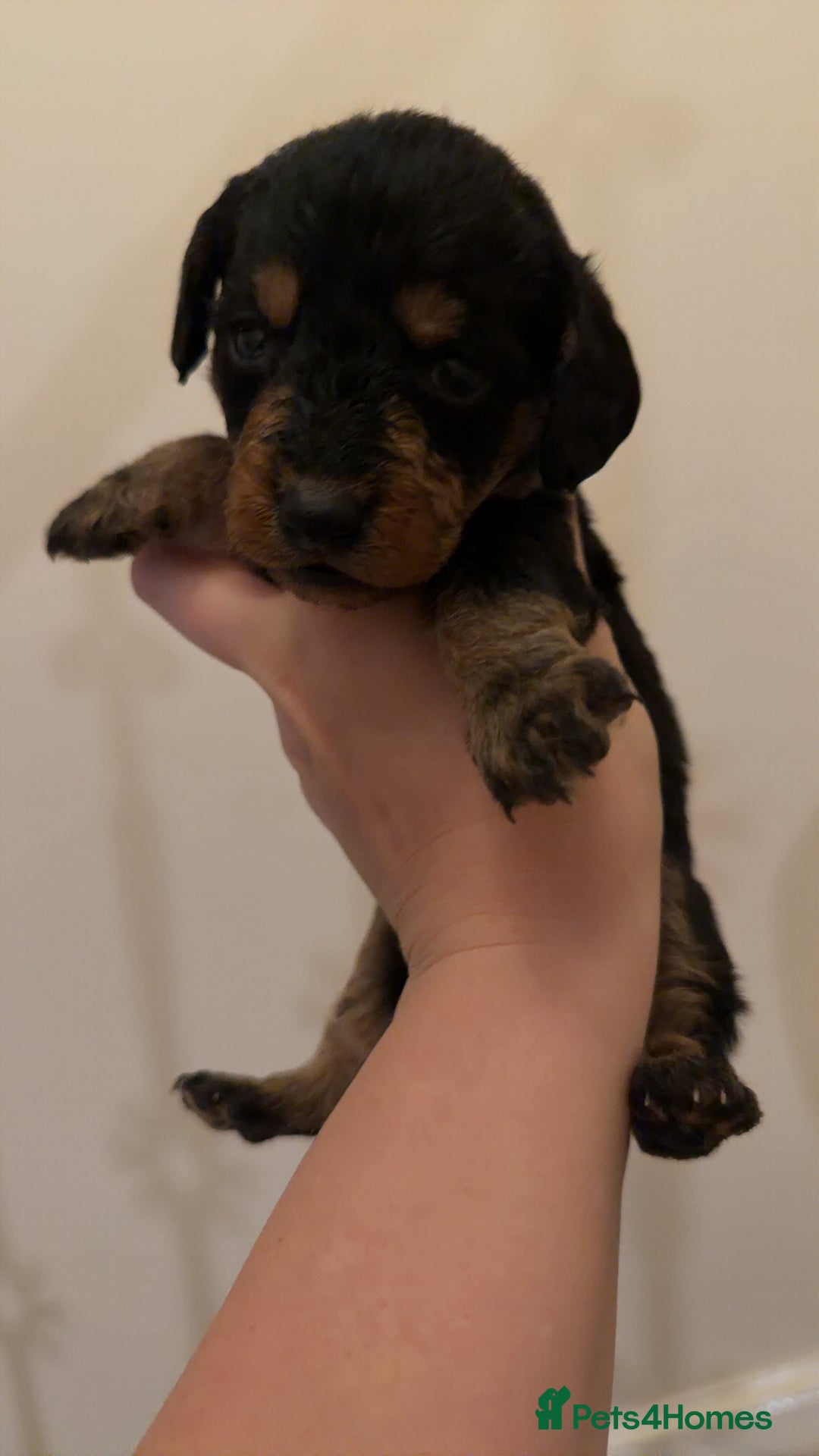 Mixed Breed dogs for sale: Miniature Doxiepoos  - Advert 10