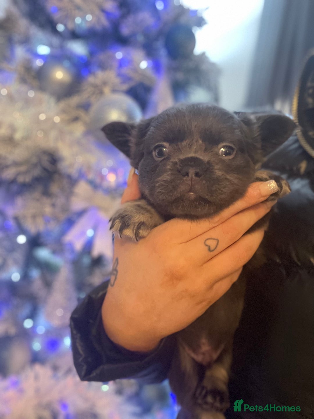 French Bulldog dogs for sale: Merle visual fluffy micro & blue teddy bear  - Advert 3