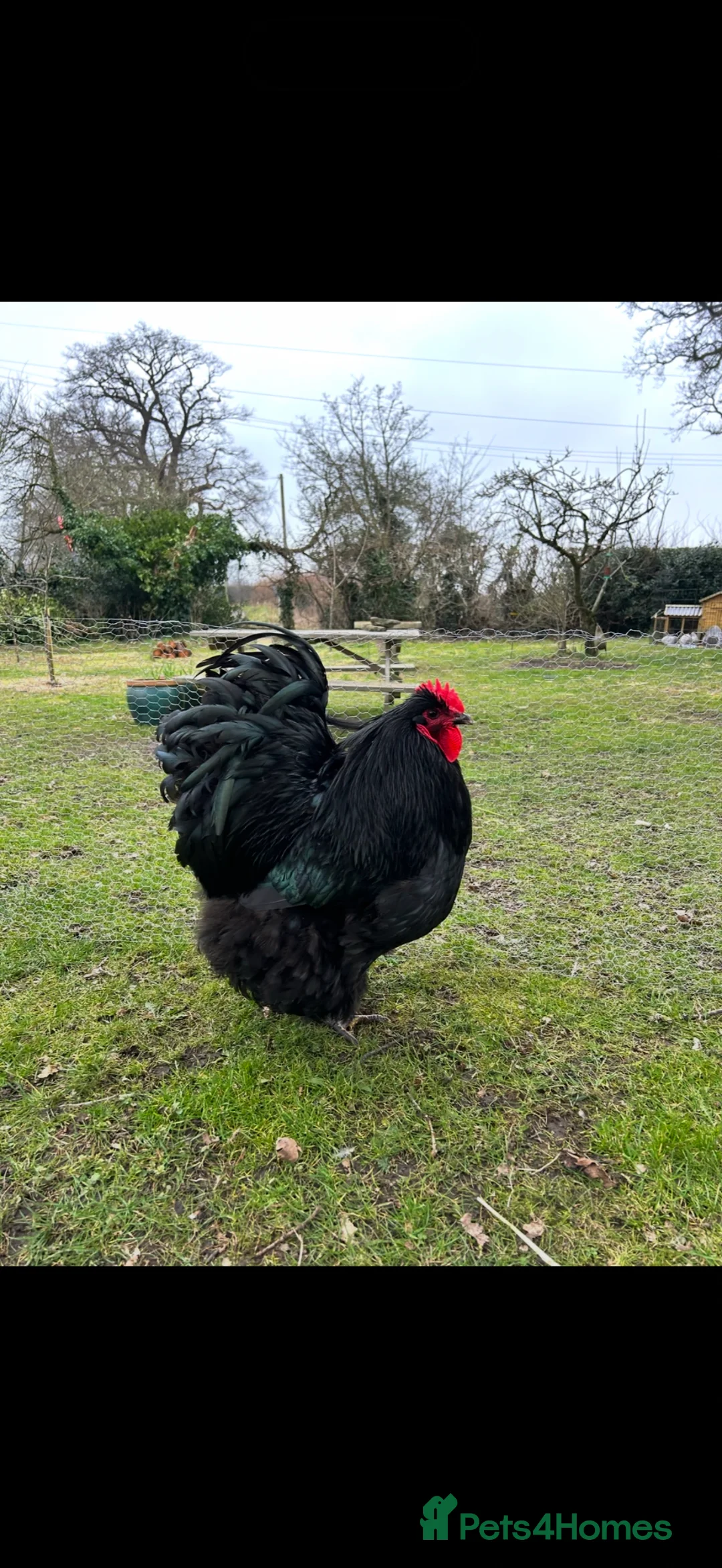 Chickens poultry for sale: A pair of Orpington’s (1 cockerel and 1 hen) - Advert 1