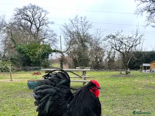 Chickens poultry A pair of Orpington’s (1 cockerel and 1 hen) - Advert 3