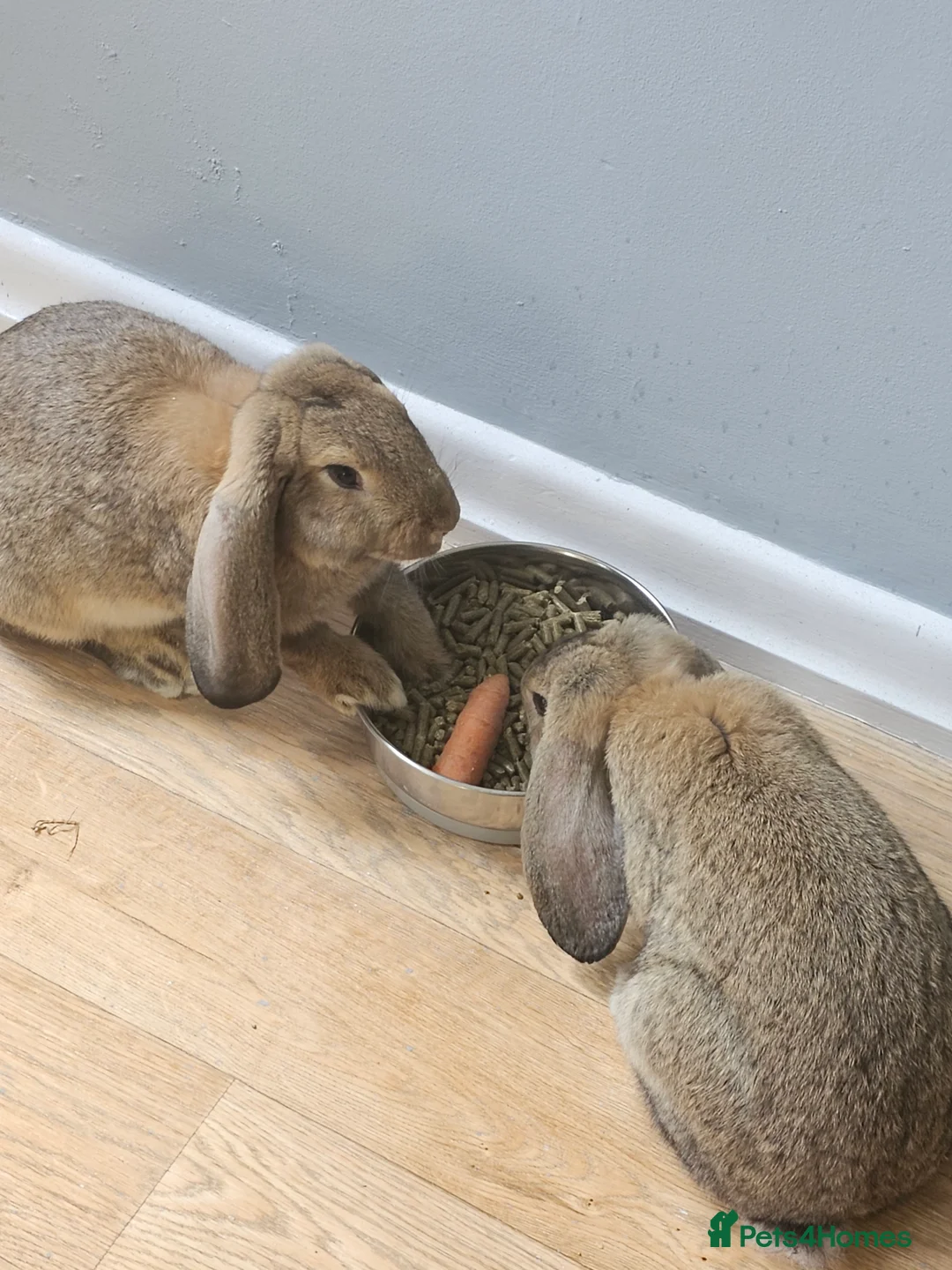 Continental Giant rabbits for sale: Two continental giants  - Advert 14