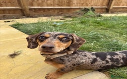 Miniature Dachshund dogs for sale: 10 month miniature dachshund  - Image 2