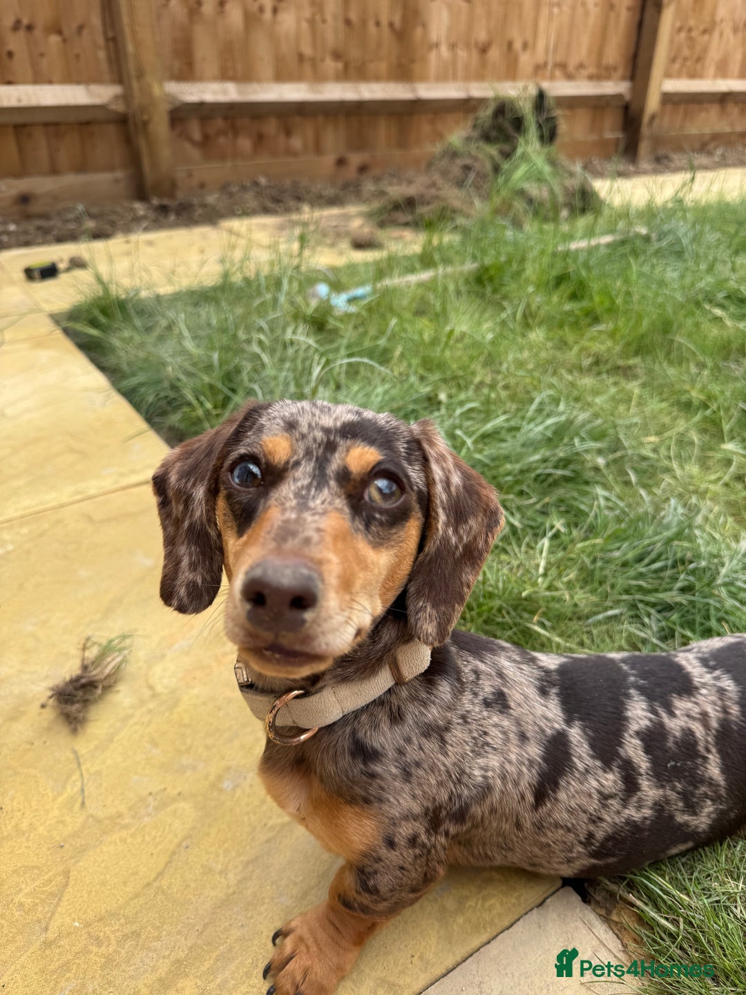 Miniature Dachshund dogs for sale: 10 month miniature dachshund  - Image 2