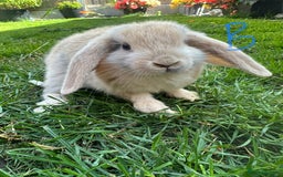 Mini Lop rabbits for sale: Mini Lop Rabbits For Sale  - Image 13
