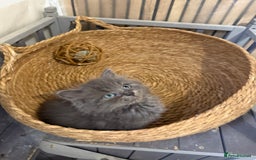 Ragdoll cats for sale: Cross breed Ragdoll kitten - Image 3