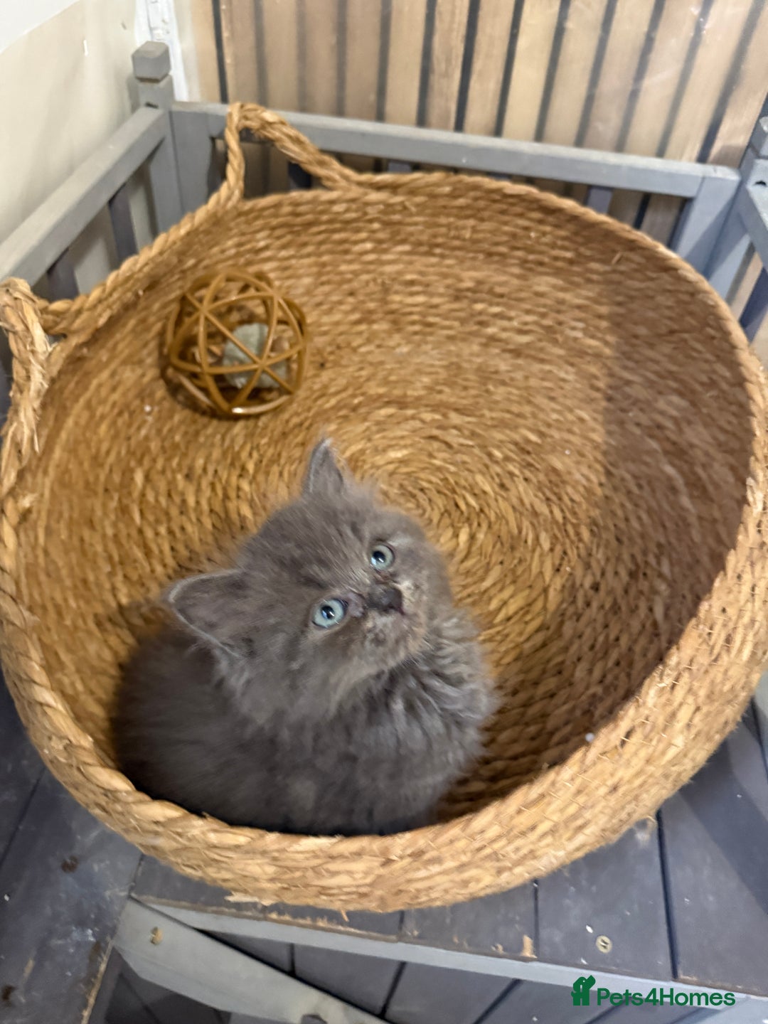 Ragdoll cats for sale: Cross breed Ragdoll kitten - Image 3