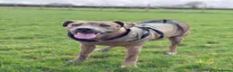 Mixed Breed dogs for sale: 11 month old staff cross for sale, can go ASAP - Advert 3
