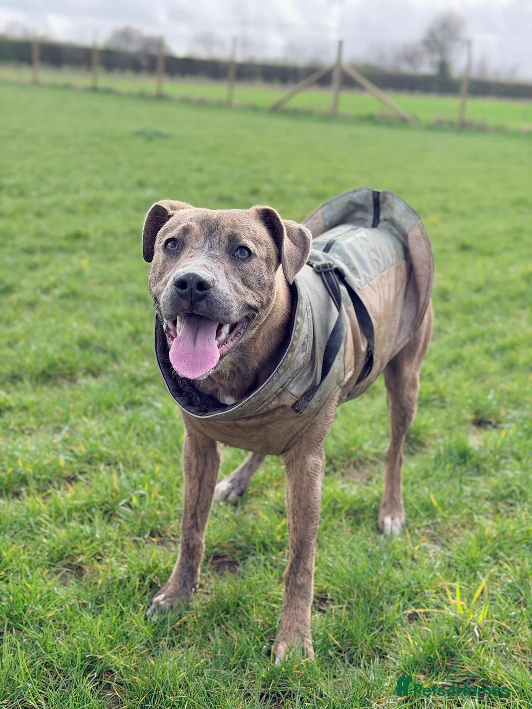 Mixed Breed dogs for sale: 11 month old staff cross for sale, can go ASAP - Advert 3