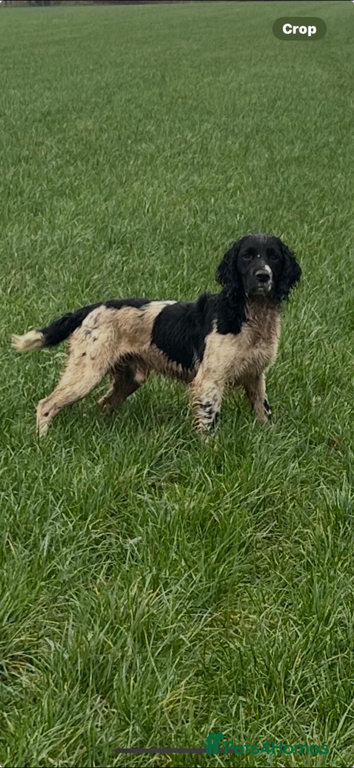 English Springer Spaniel dogs FULLY HEALTH TESTED BLACK AND WHITE SPRINGER. in Market Drayton - Advert 4