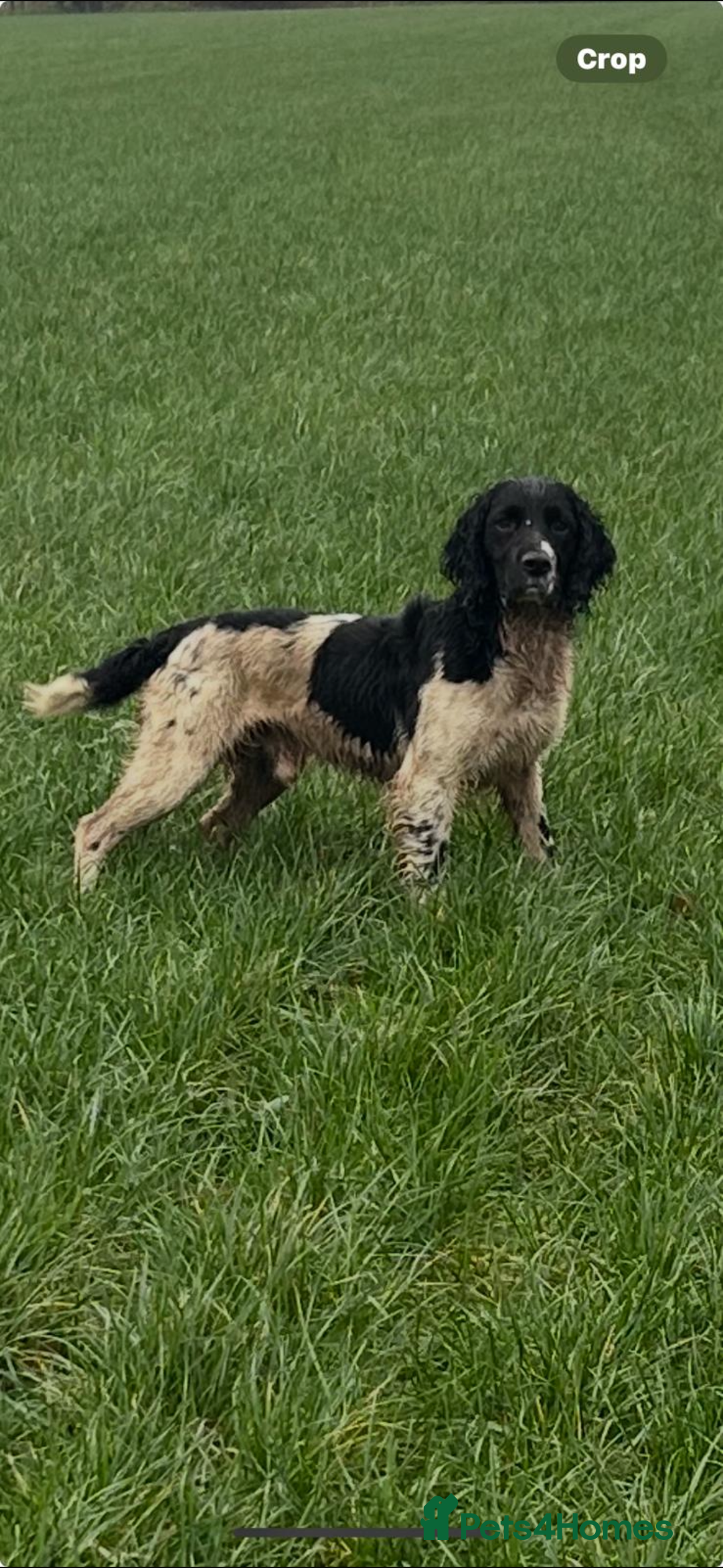 English Springer Spaniel dogs for stud: FULLY HEALTH TESTED BLACK AND WHITE SPRINGER. in Market Drayton - Advert 1