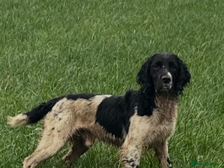 English Springer Spaniel dogs FULLY HEALTH TESTED BLACK AND WHITE SPRINGER. in Market Drayton - Advert 4