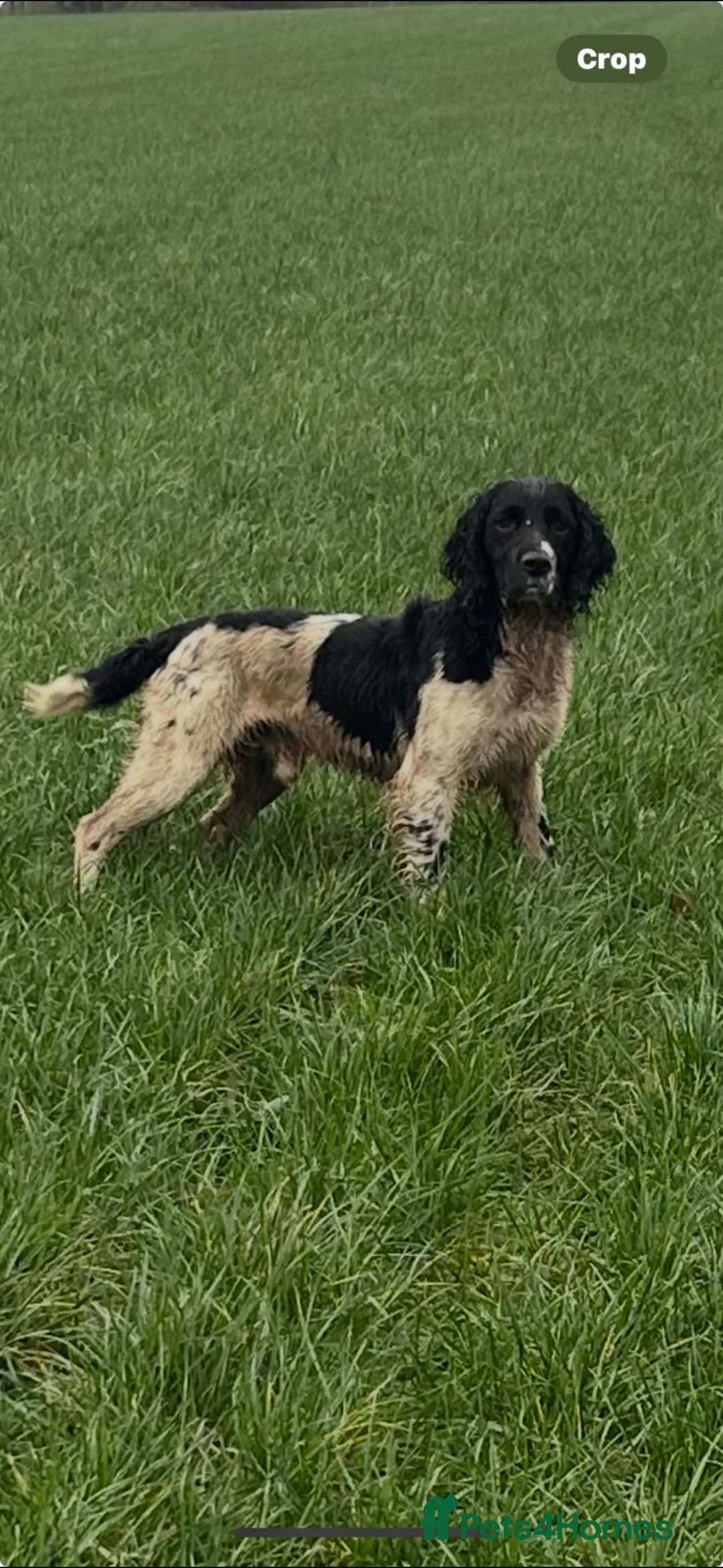 English Springer Spaniel dogs for stud: FULLY HEALTH TESTED BLACK AND WHITE SPRINGER. in Market Drayton - Advert 1