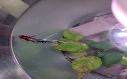 Bettas fish for sale: Cylinder tank, accessories and betta fish - Image 3