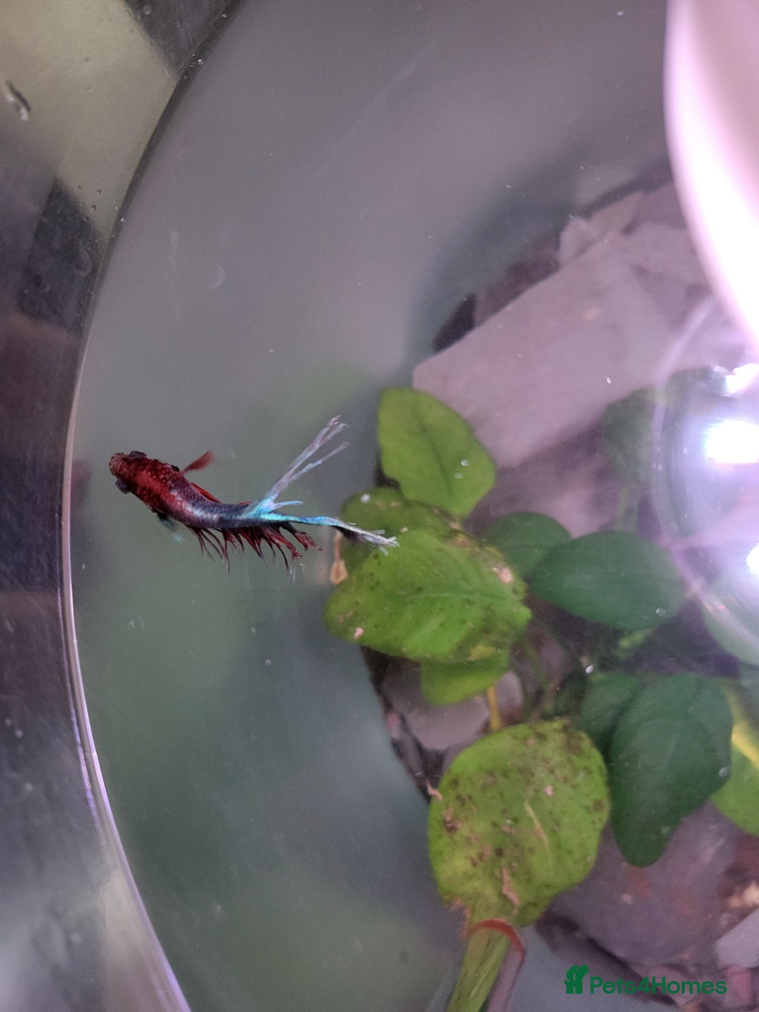 Bettas fish for sale: Cylinder tank, accessories and betta fish - Image 3