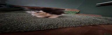 Persian 4