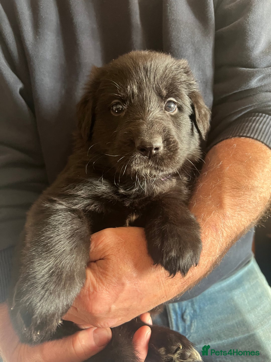 Mixed Breed dogs for sale: Stunning Black German Shepherd X puppies - Advert 4