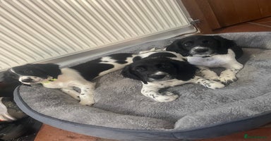 English Springer Spaniel dogs - Advert 4
