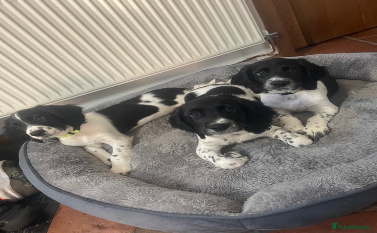 English Springer Spaniel dogs - Advert 7