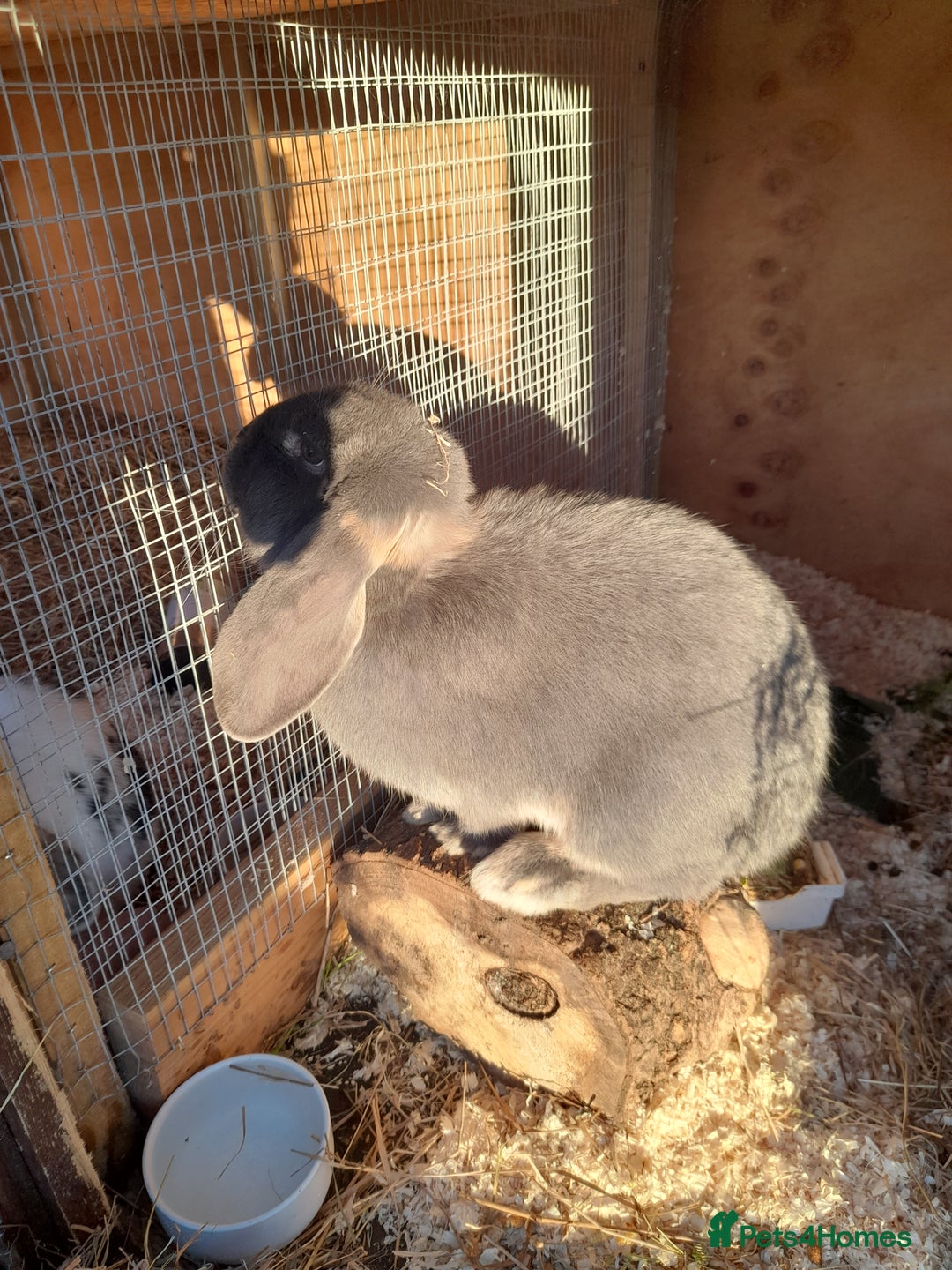 French Lop rabbits for sale: Beautiful  French Lops  (BRC) - Advert 12