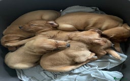 Mixed Breed dogs for sale: 3/4 Red Labrador 1/4 Golden Retriever  - Image 5