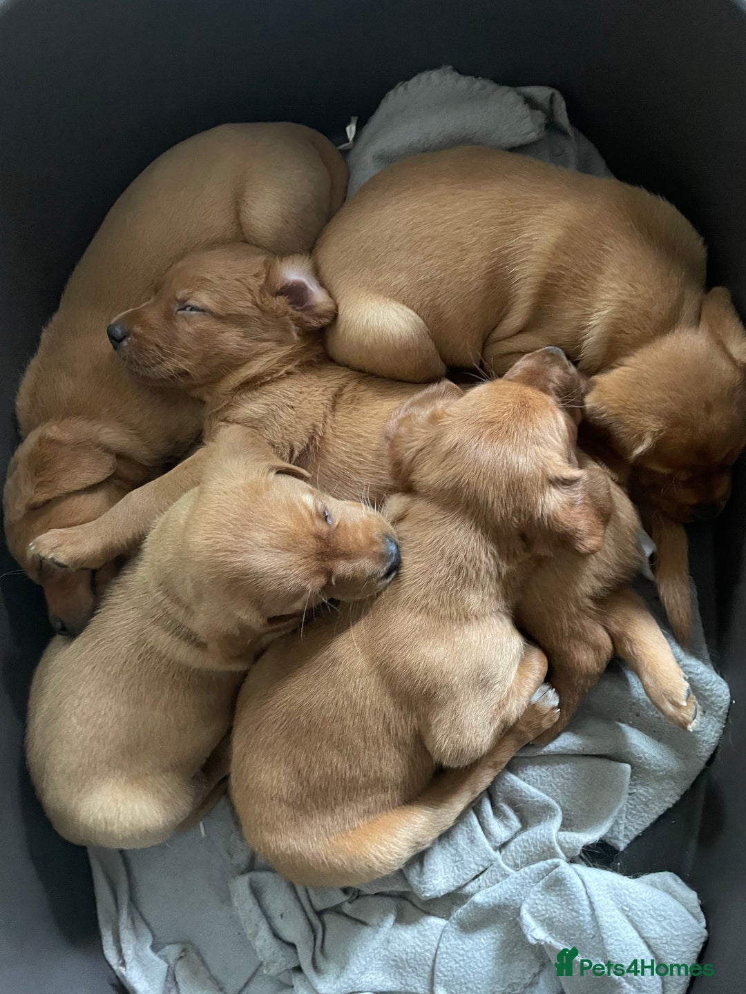 Mixed Breed dogs for sale: 3/4 Red Labrador 1/4 Golden Retriever  - Image 5