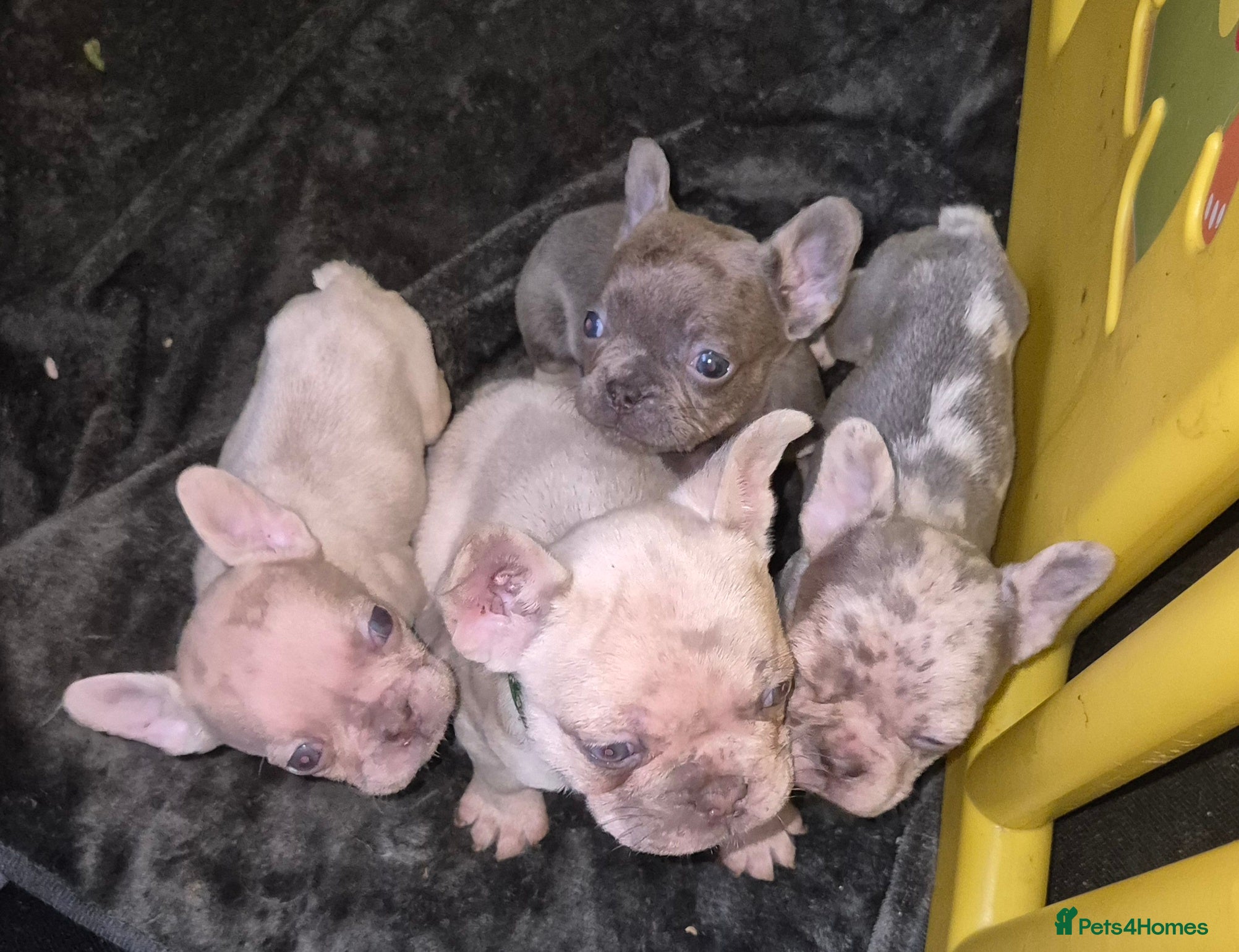 French Bulldog dogs Little French bulldog  - Advert 5