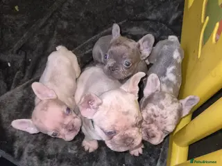 French Bulldog dogs Little French bulldog - Advert 15