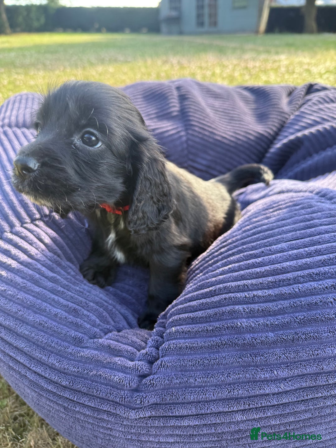 Cockapoo dogs for sale: Cockapoo puppies F1 READY TO LEAVE 🏡🥰 in Leicester - Image 3