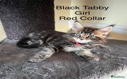 Maine Coon cats for sale: Pure Bred Maine Coon Kittens - Image 3