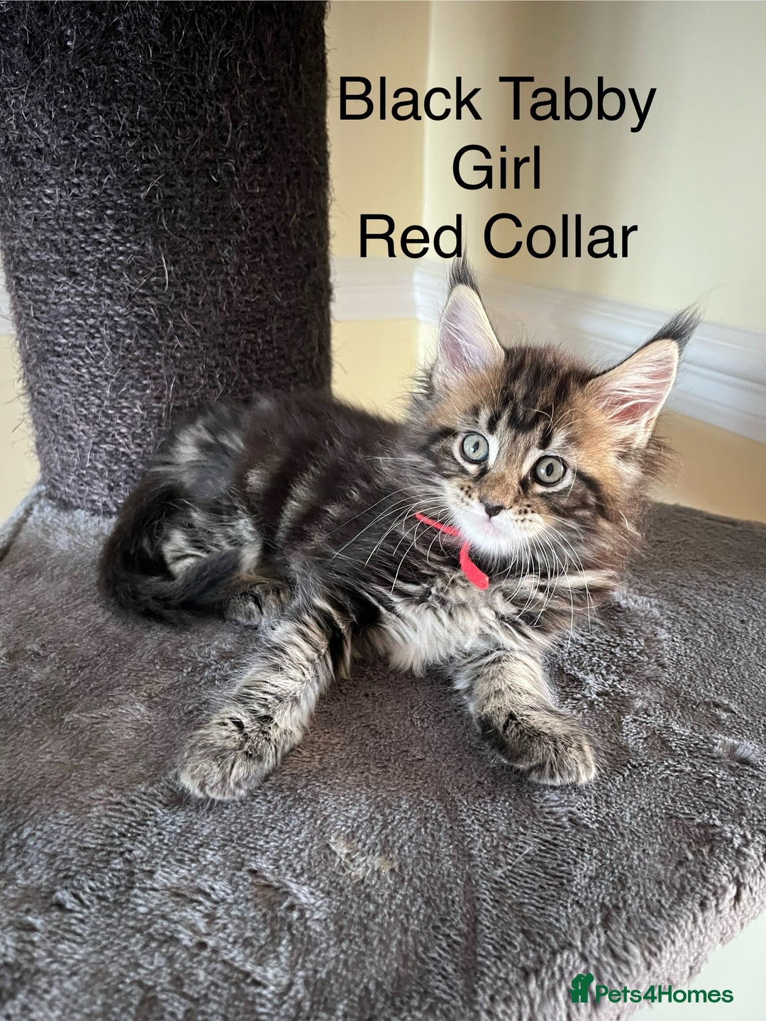 Maine Coon cats for sale: Pure Bred Maine Coon Kittens - Image 3