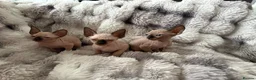 Sphynx cats for sale: Sphynx canadian kittens ready to leave now  - Advert 10