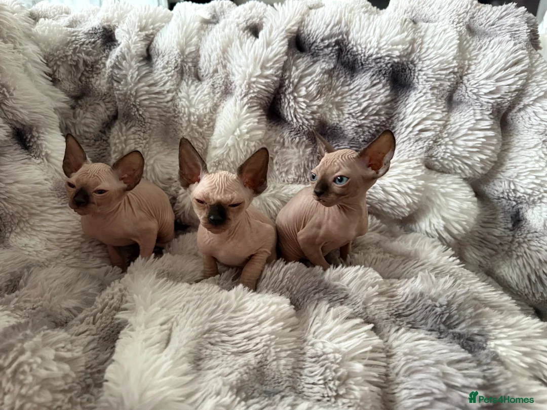 Sphynx cats for sale: Sphynx canadian kittens ready to leave now  - Advert 10