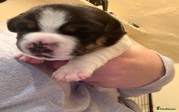 Jack Russell dogs for sale: Jack Russell puppies - Advert 6