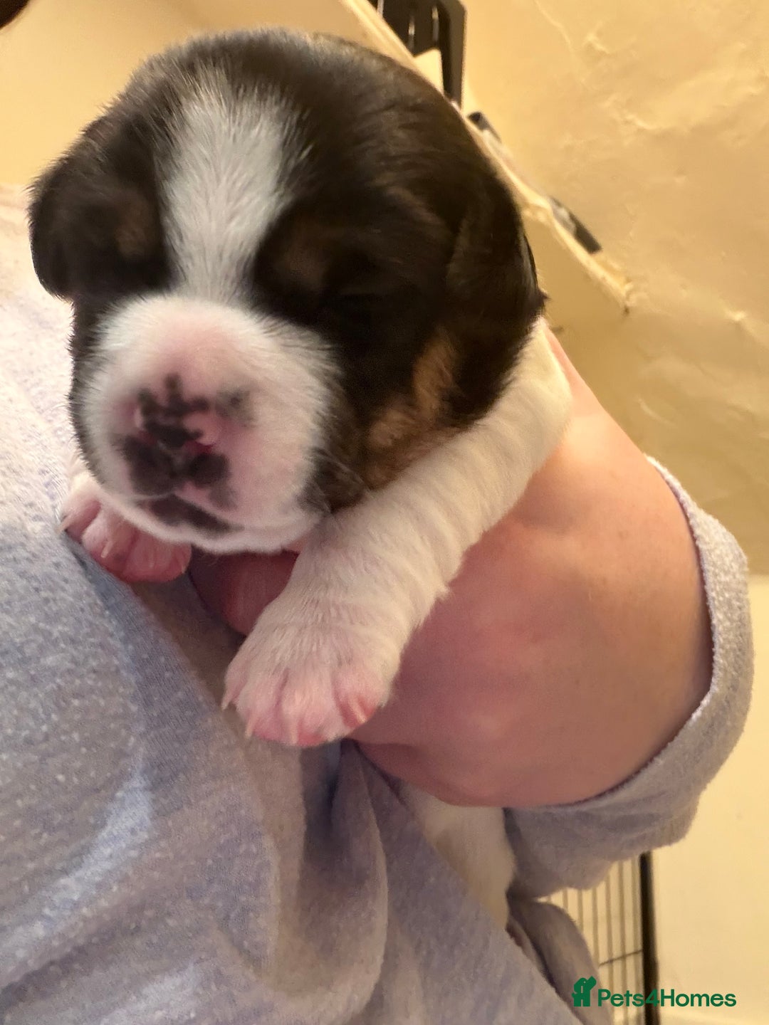 Jack Russell dogs for sale: Jack Russell puppies - Advert 6