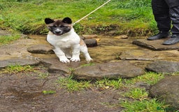 Akita dogs for sale: Athena - Image 1