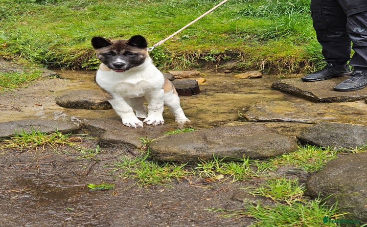 Akita dogs - Advert 1