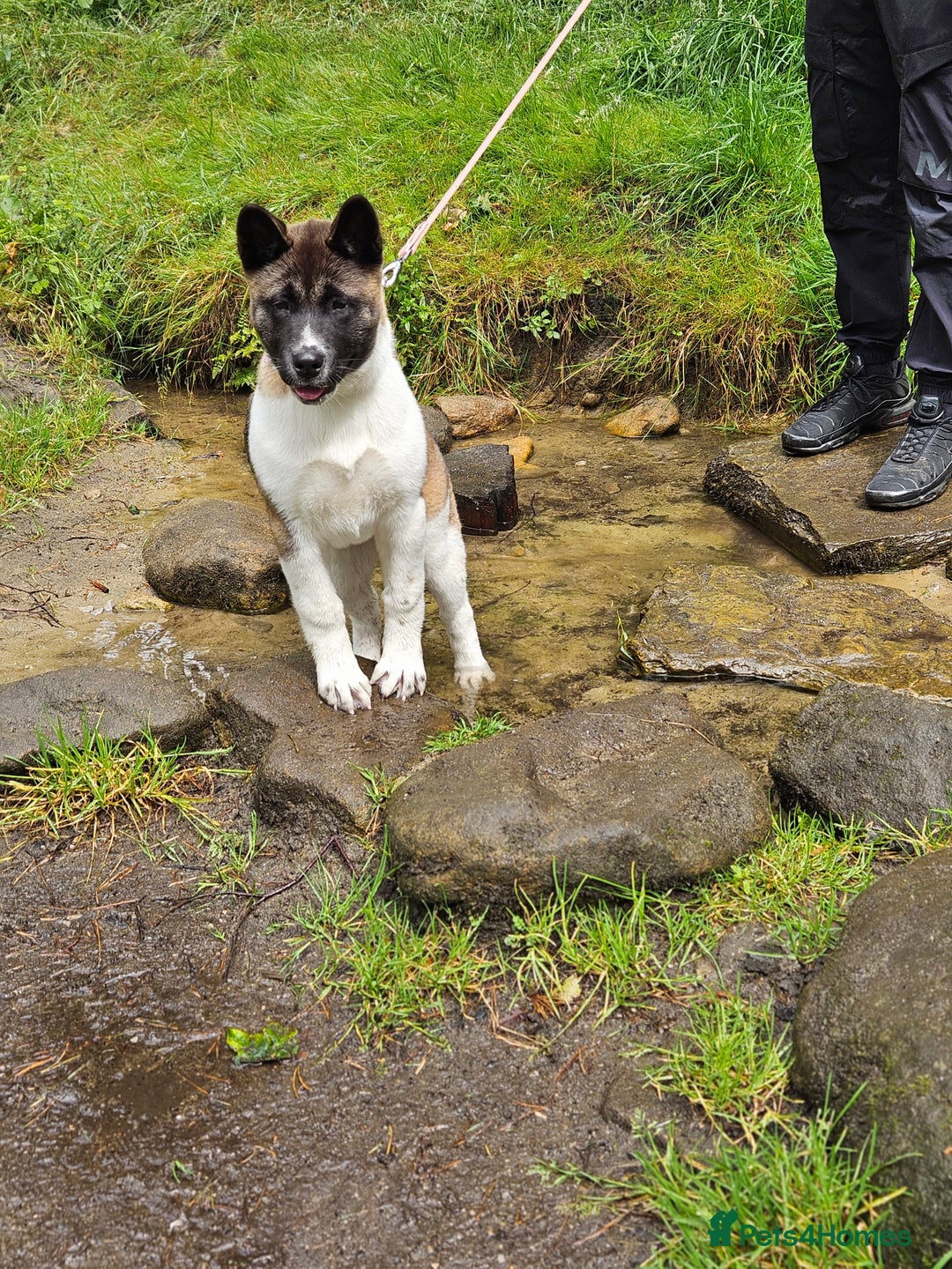 Akita dogs for sale: Athena - Image 1