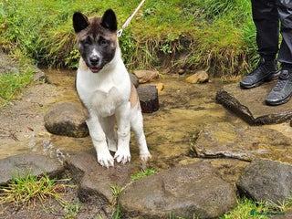 Akita dogs - Advert 5