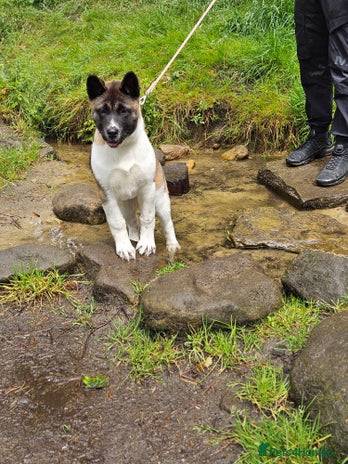 Akita dogs - Advert 8
